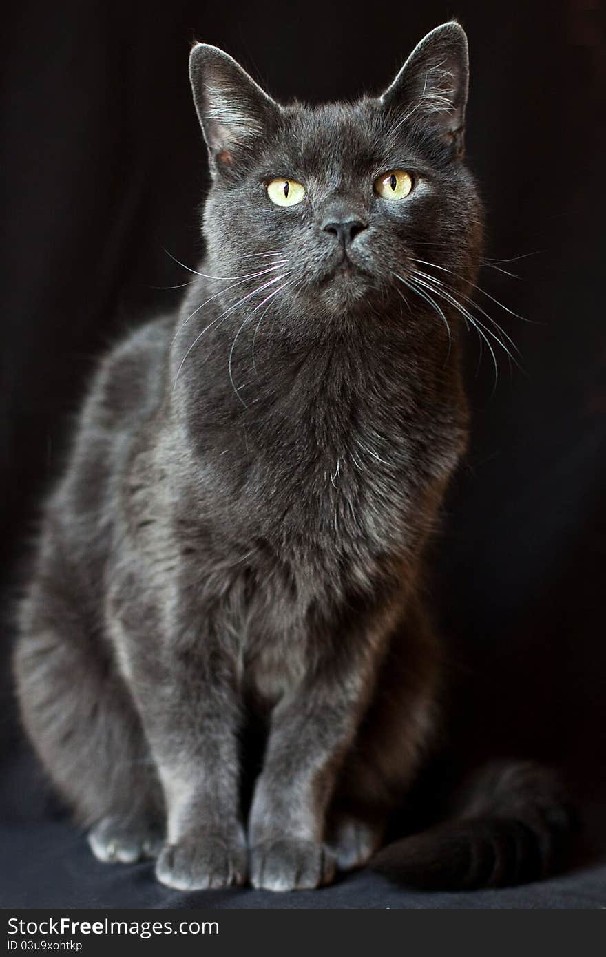 A beautiful cat portrait