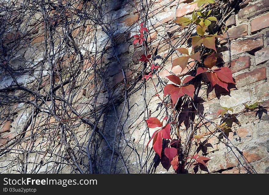 Autumn Leaves And Branches On Urban Wall