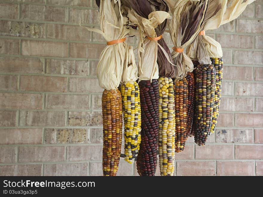 Multi-colored Indian corn wrapped with orange ribbon placed suspended on a pitch fork. Brick Background. Multi-colored Indian corn wrapped with orange ribbon placed suspended on a pitch fork. Brick Background