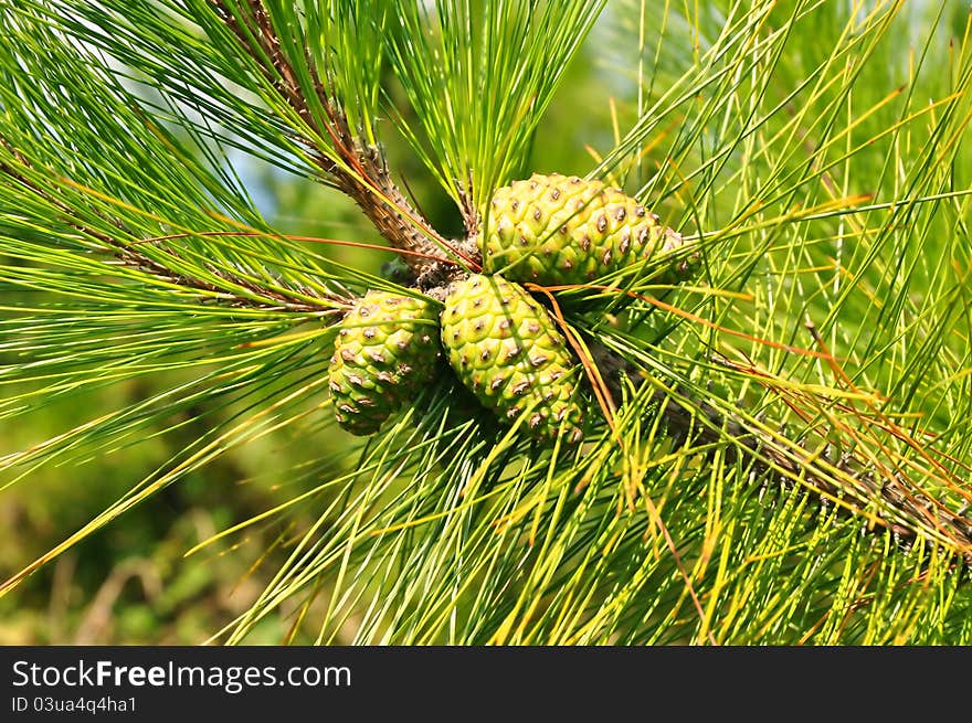 Pine cones