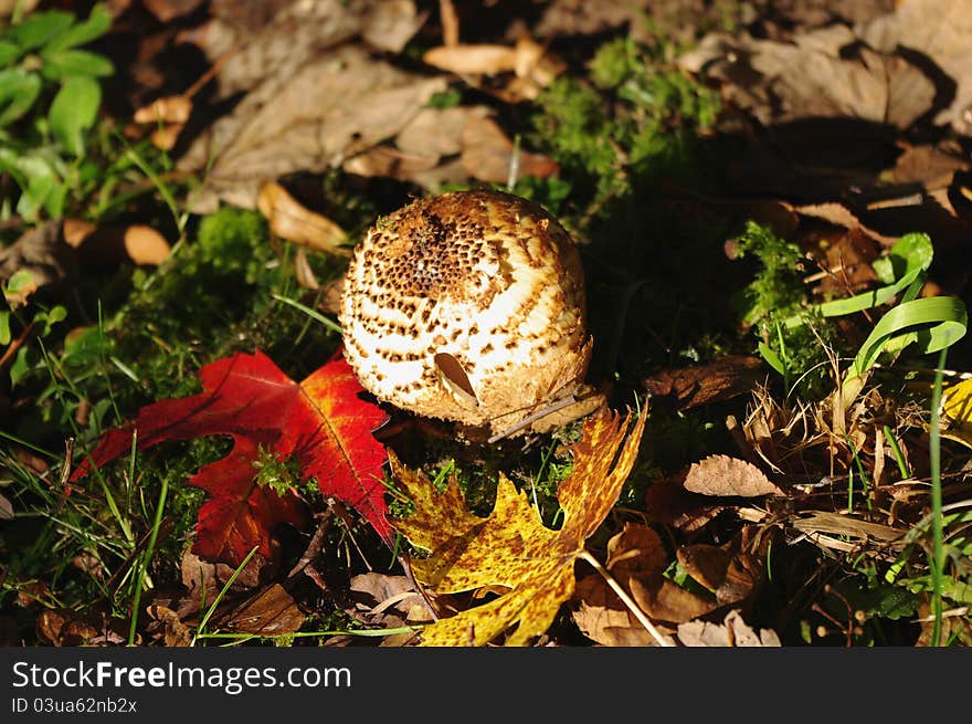 Freckled Dapperling (Lepiota aspera)