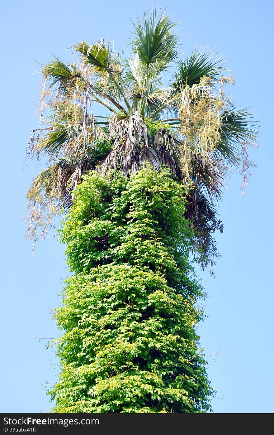 Epiphyte on the palm tree