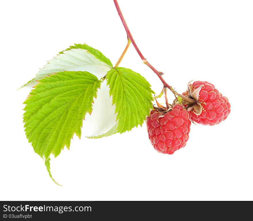 Raspberries