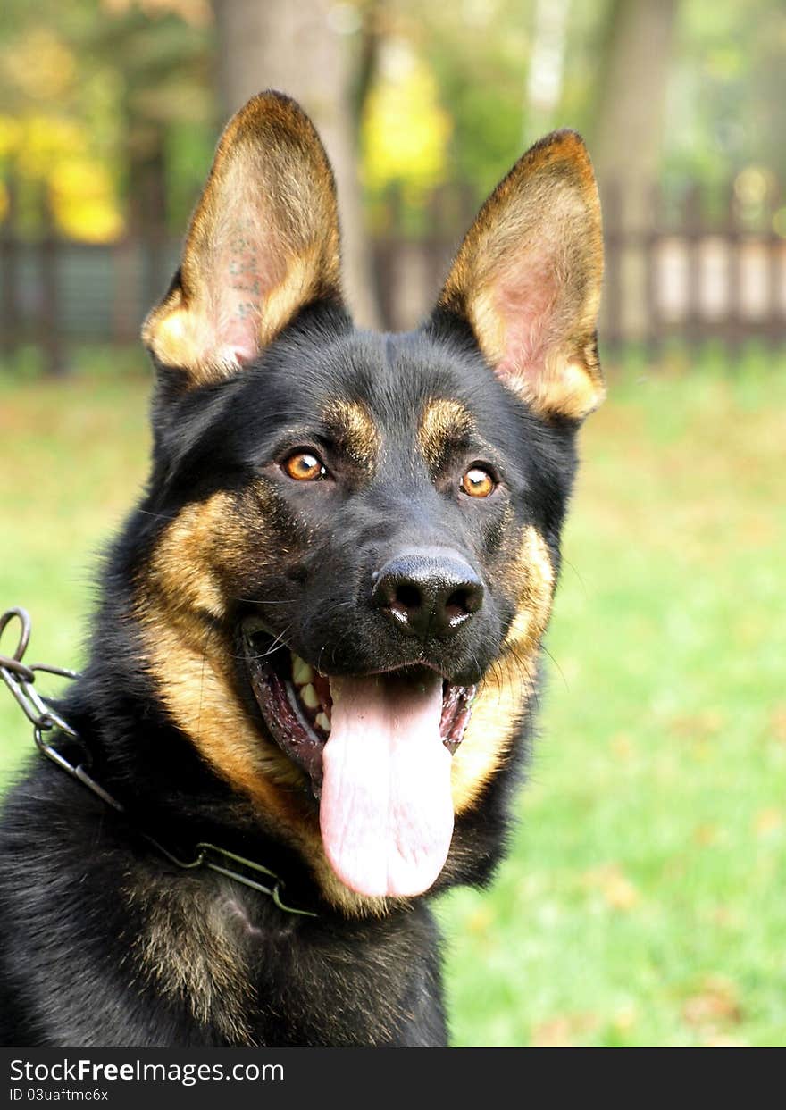 Portrait of black and tan german shepherd head.