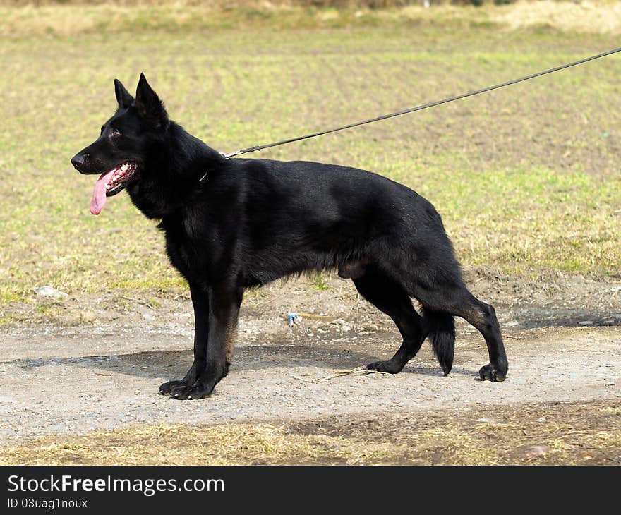 Portrait of black german shepherd in stand. Portrait of black german shepherd in stand.