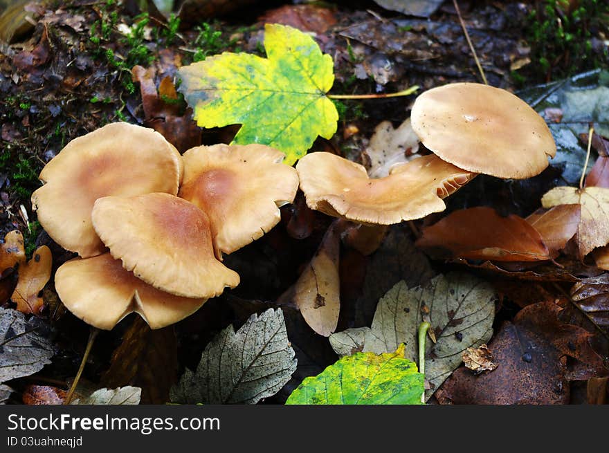 Group of uneatable mushrooms in the forest.