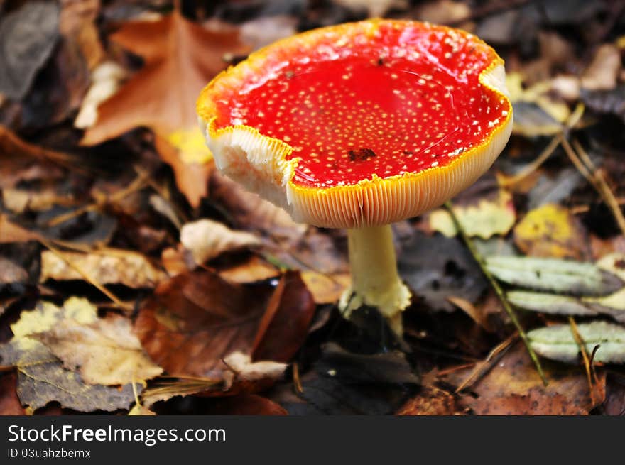 Old fly agaric toadstool (amanita muscaria) with water on his cap.