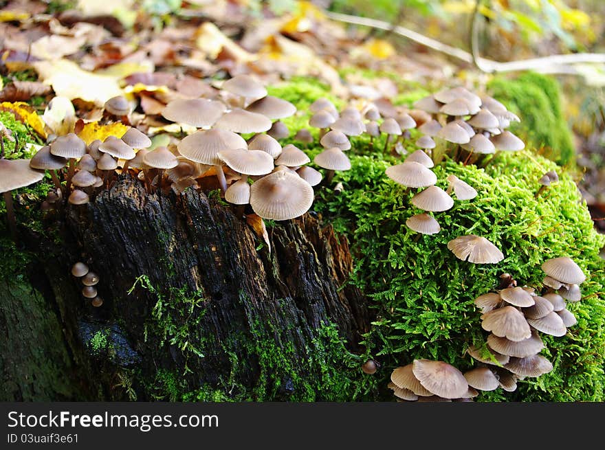 Mushrooms on a mossy tree trunk.