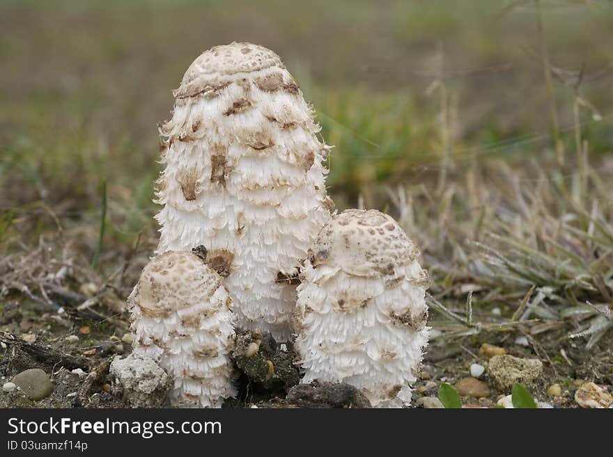 Mushroom family in foggy weather. Mushroom family in foggy weather