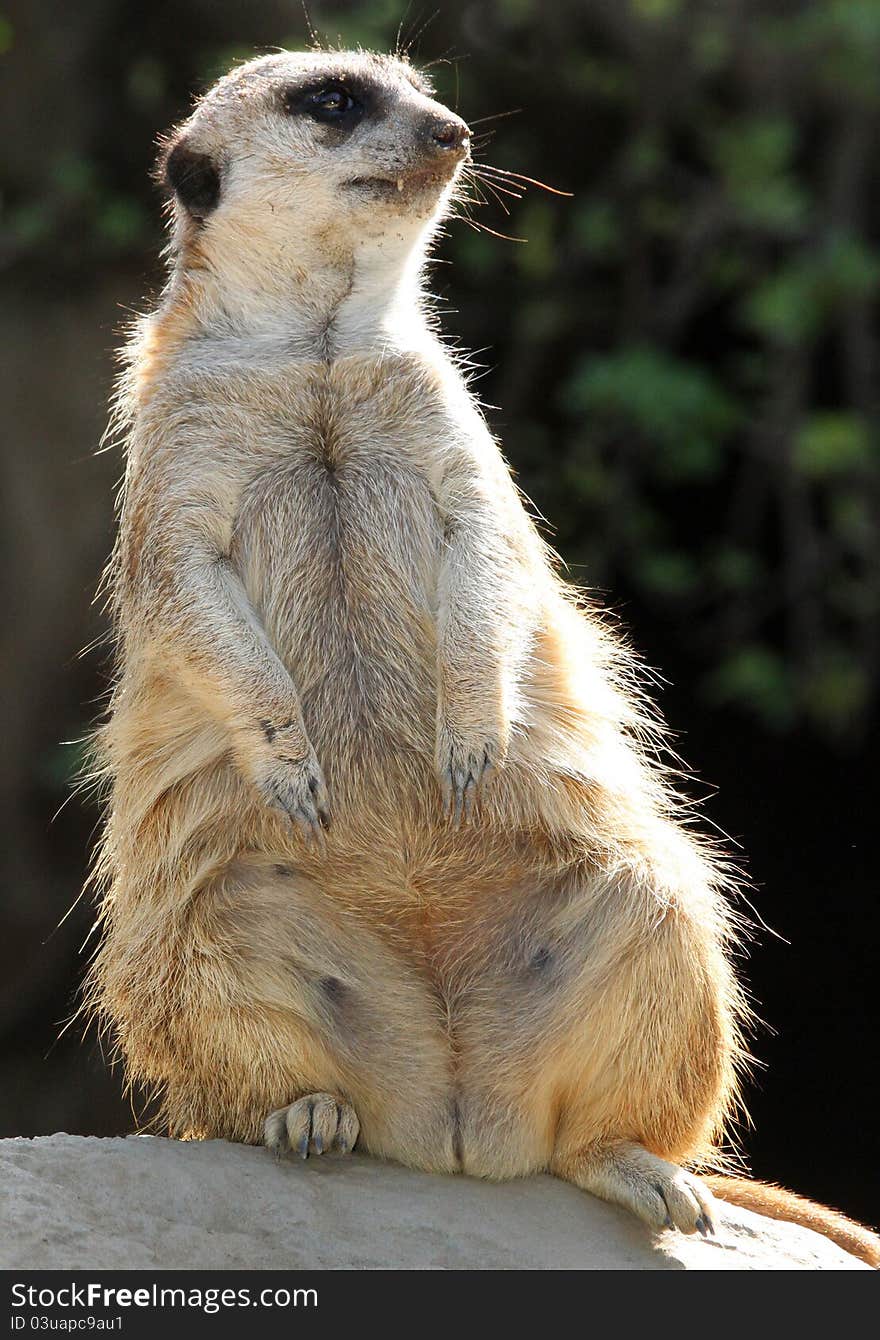 Detail Close Up Of Fat Meerkat