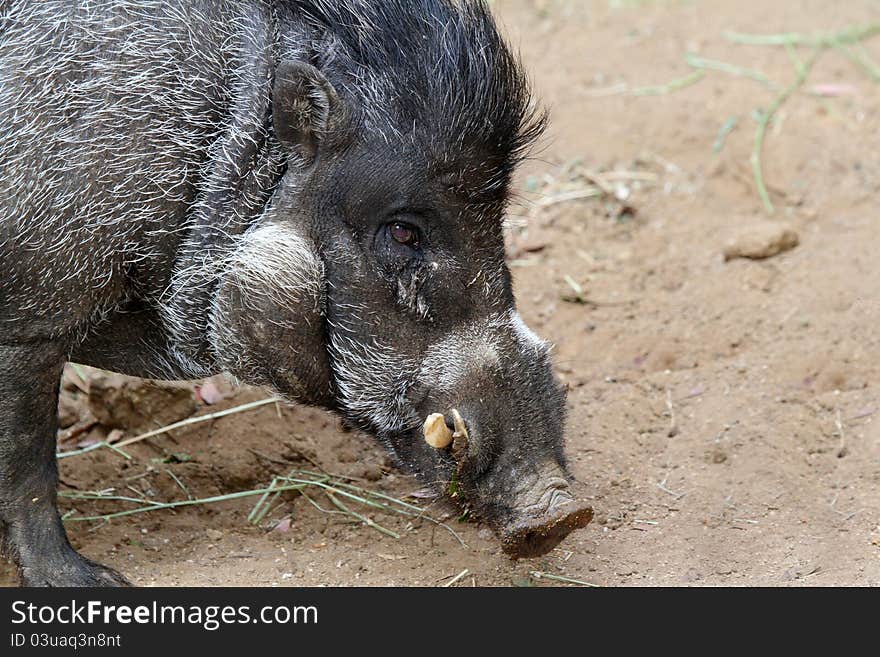 Close Up Head And Tusks Of Philippine Boar. Close Up Head And Tusks Of Philippine Boar