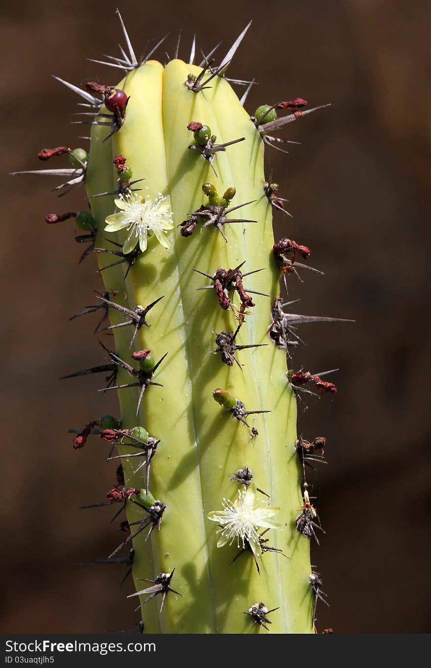 Cactus