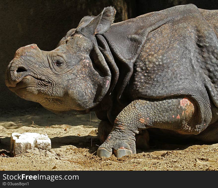 Close Up Portrait Of Indian Rhino With Dark Background. Close Up Portrait Of Indian Rhino With Dark Background