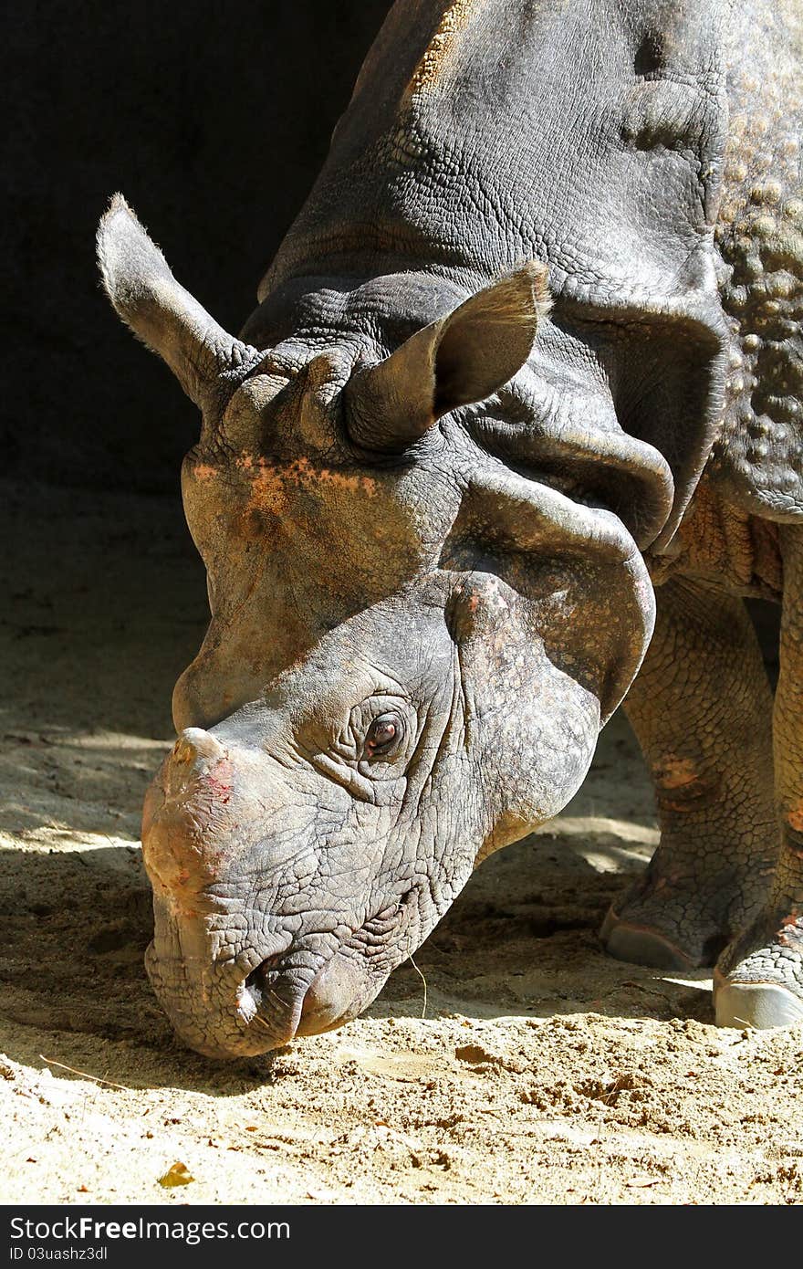 Detailed Asian Indian Rhino Bowing Head In Sunlight. Detailed Asian Indian Rhino Bowing Head In Sunlight