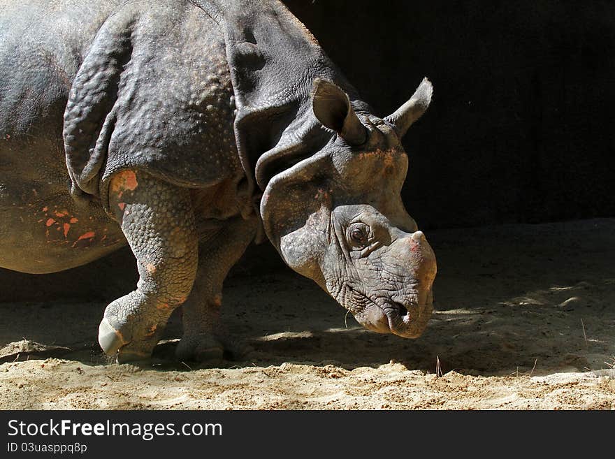 Detailed Asian Indian Rhino Bowing Head In Sunlight. Detailed Asian Indian Rhino Bowing Head In Sunlight