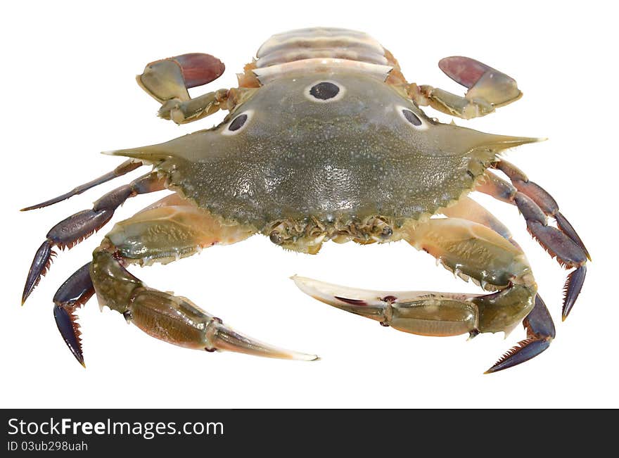 Crab