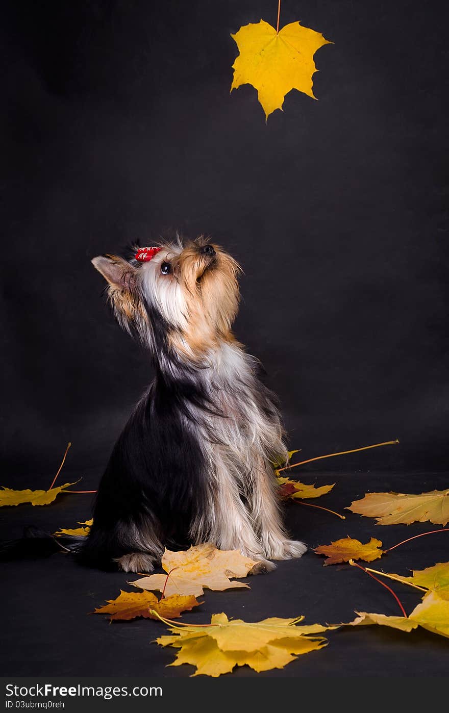 Yorkshire terrier looking on Maple Leaf on black background. Yorkshire terrier looking on Maple Leaf on black background