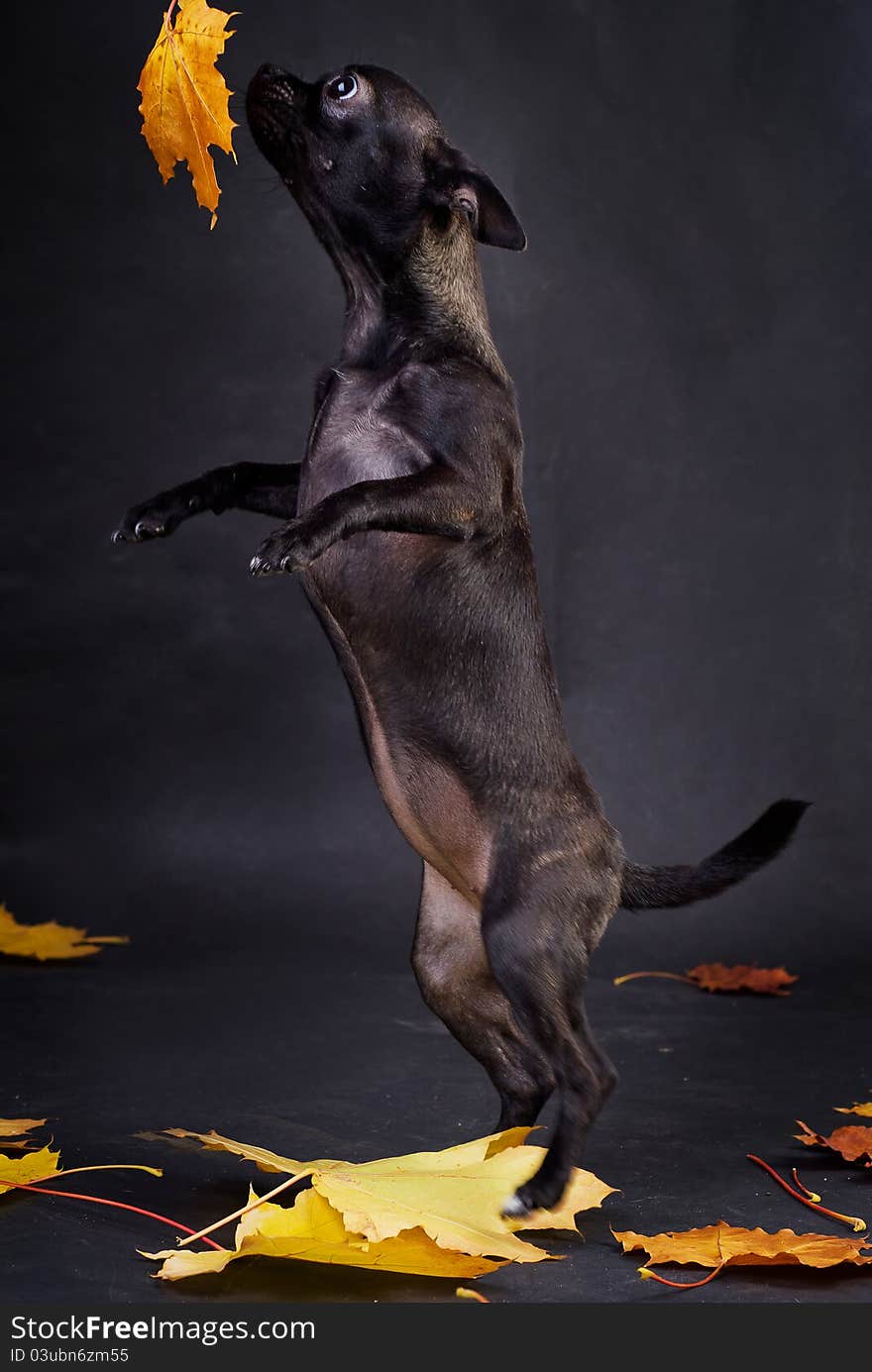 Chihuahua dog dansing on black background. Chihuahua dog dansing on black background