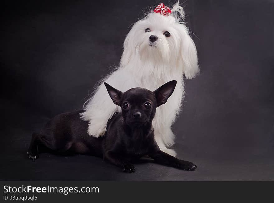 Black and white tiny dogs