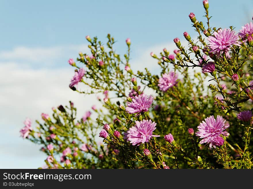 Bush of a violet aster on the sky background. Bush of a violet aster on the sky background.