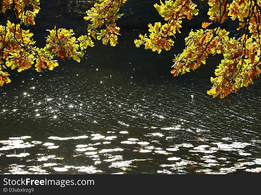 Yellow oak leafs and river as a background. Yellow oak leafs and river as a background