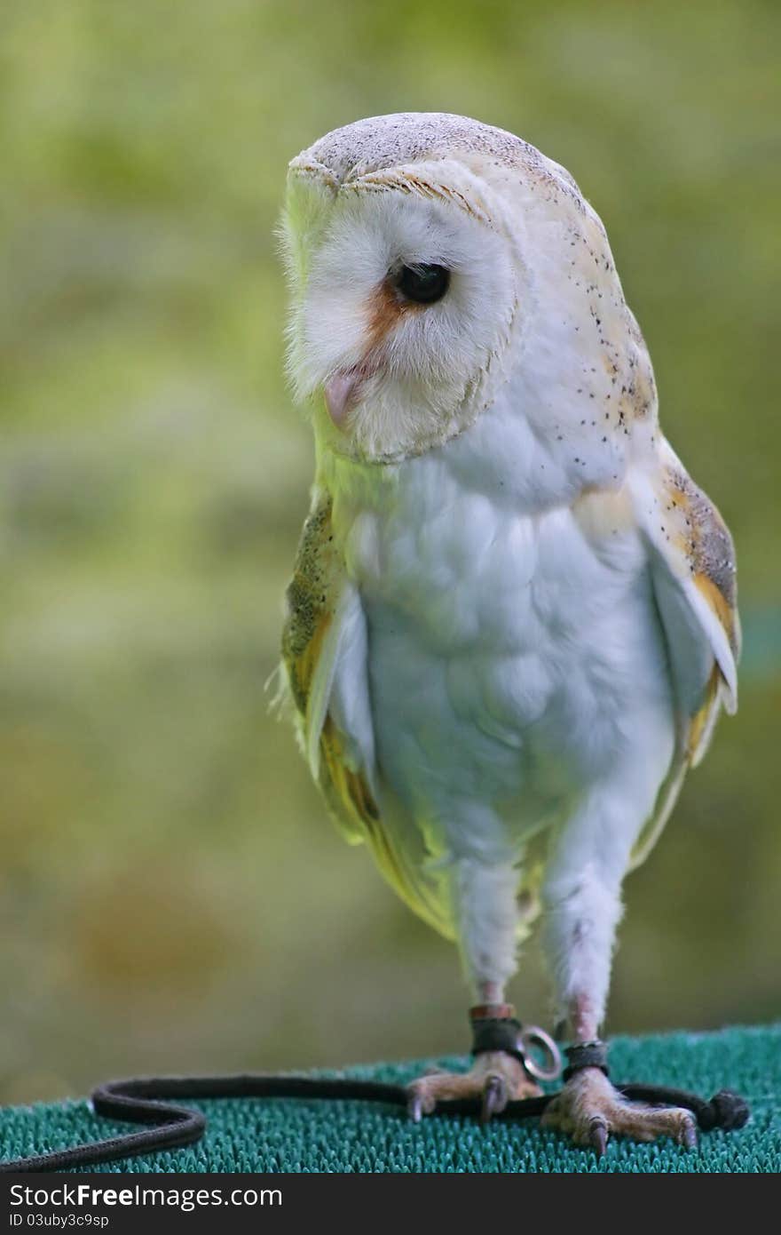 Plop , a funny barn owl met at Dunrobin castle during a falconry show