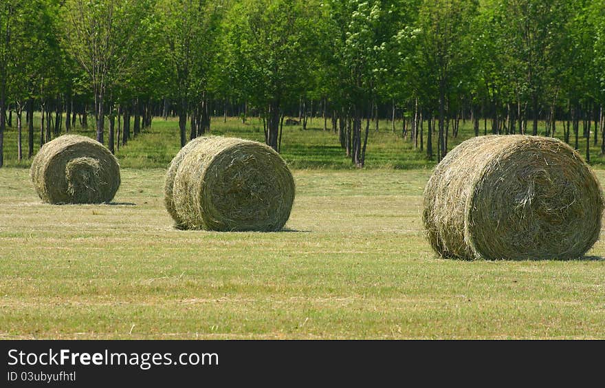 Sheaf of hay on a grass meadow. Sheaf of hay on a grass meadow