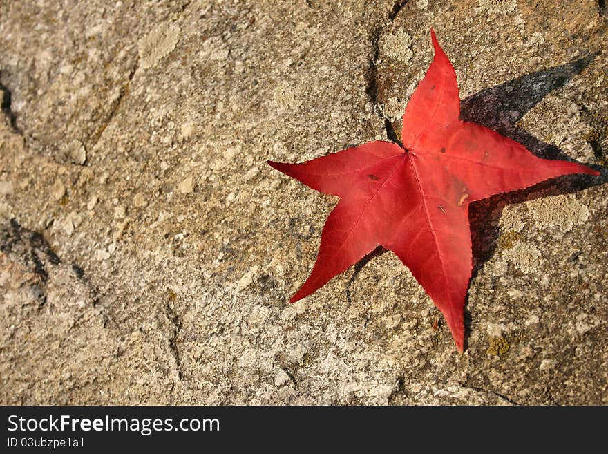 A red five pointed leaf on stone texture. A red five pointed leaf on stone texture