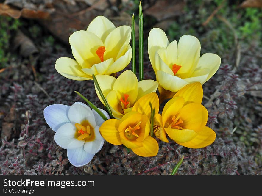 Crocus flowers blooming in the very early spring.