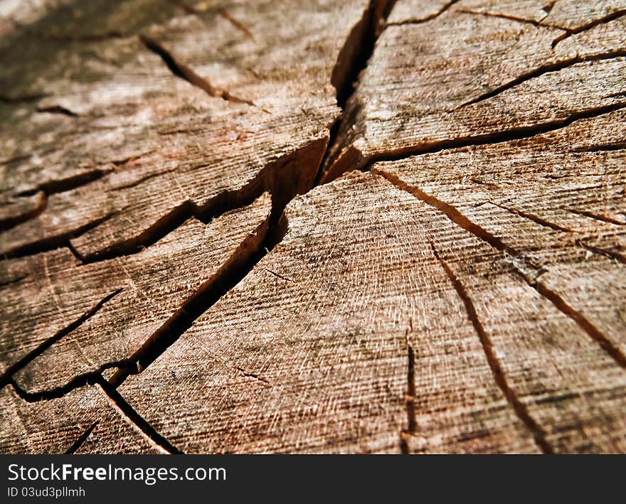 Old dried wood texture