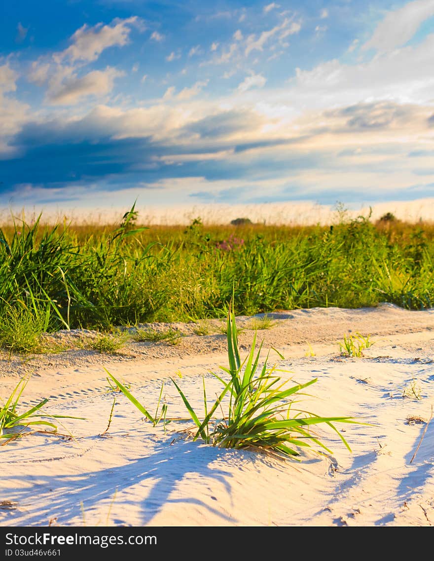 Background of freshly grown sprouts of grass. Background of freshly grown sprouts of grass