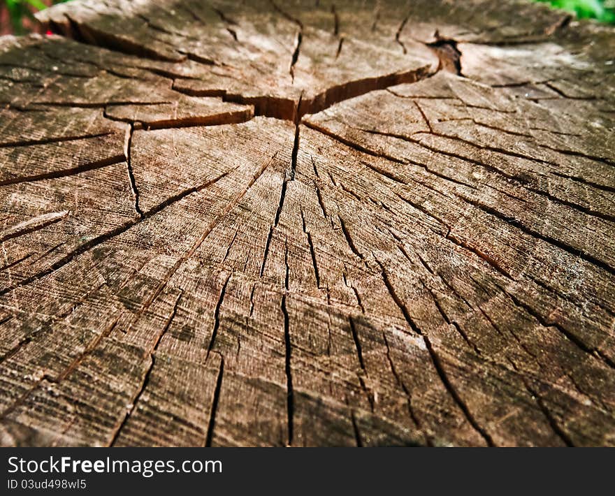 Texture of the old cut down a tree. Texture of the old cut down a tree