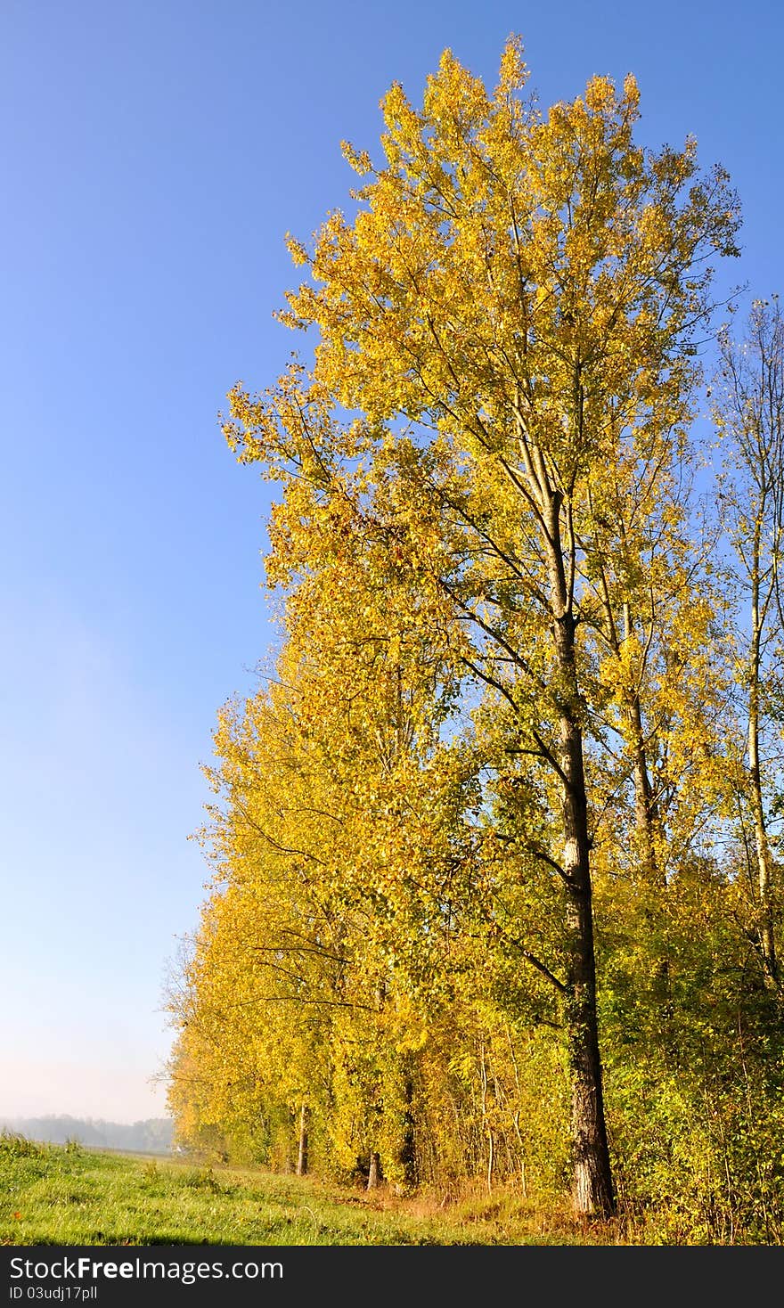 Poplars aligned with golden foliage in the country in blue sky