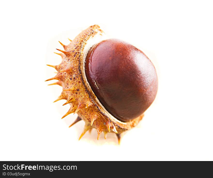 Half chestnut in shell on white background