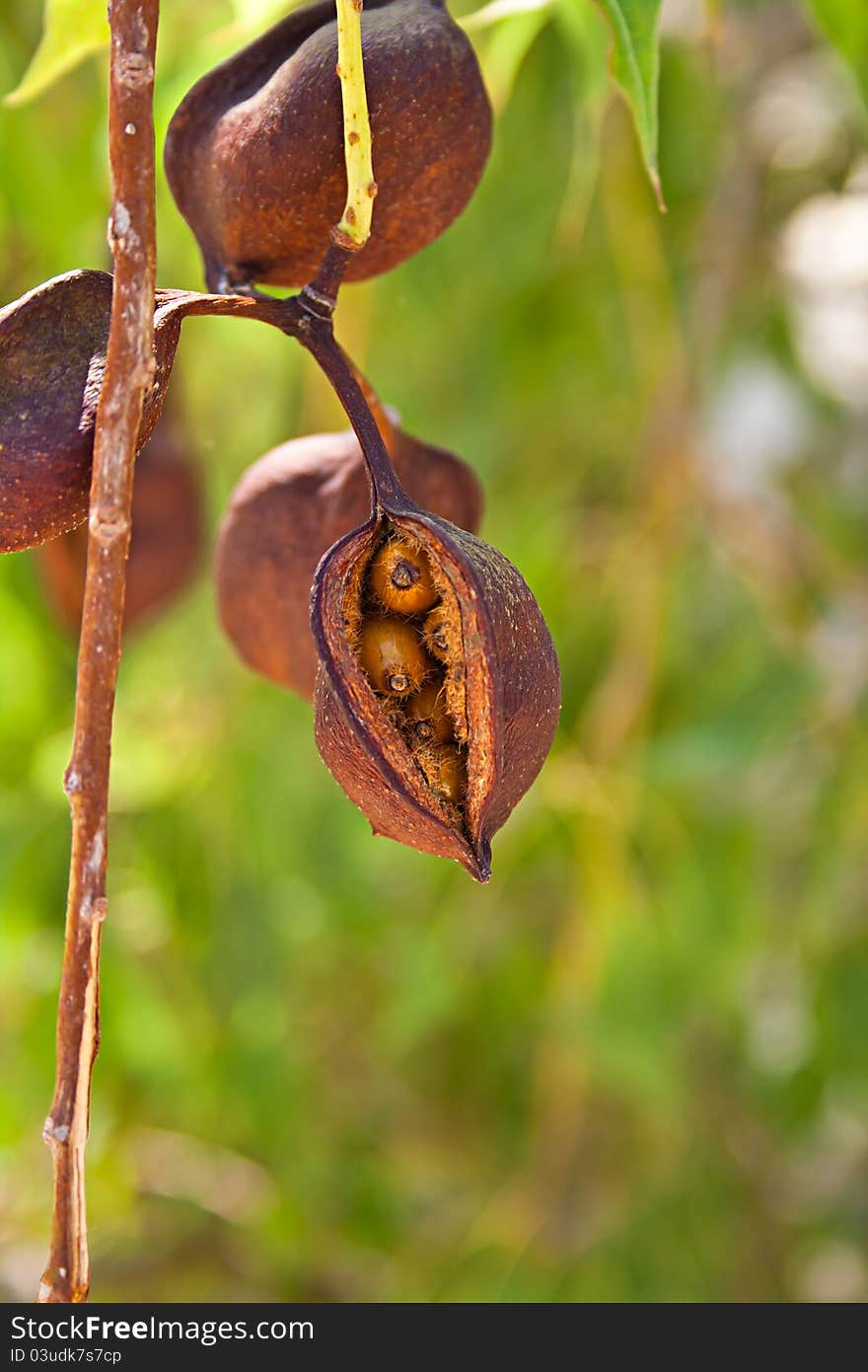 Brown fruit with seeds