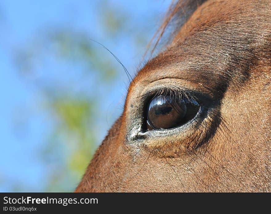 Close eye on a horse