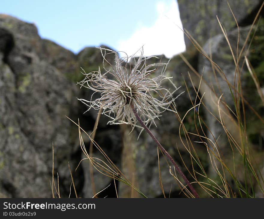 Beautiful alpine plants on the stones and the sky background. Beautiful alpine plants on the stones and the sky background