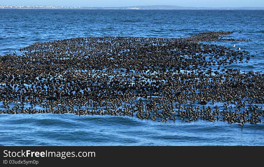 Flock of Cape cormaranrs