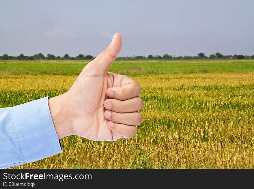 Businessman's hand with thumb up in rice field