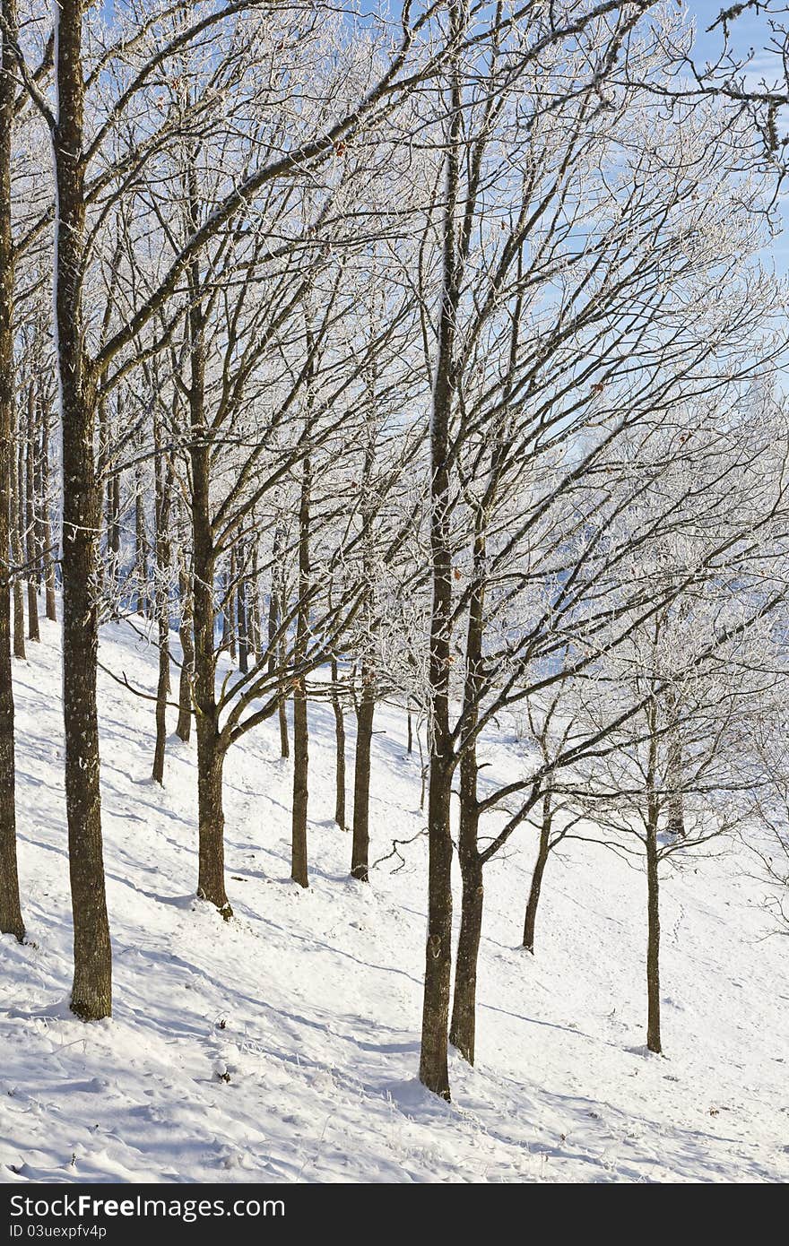 Winter forest