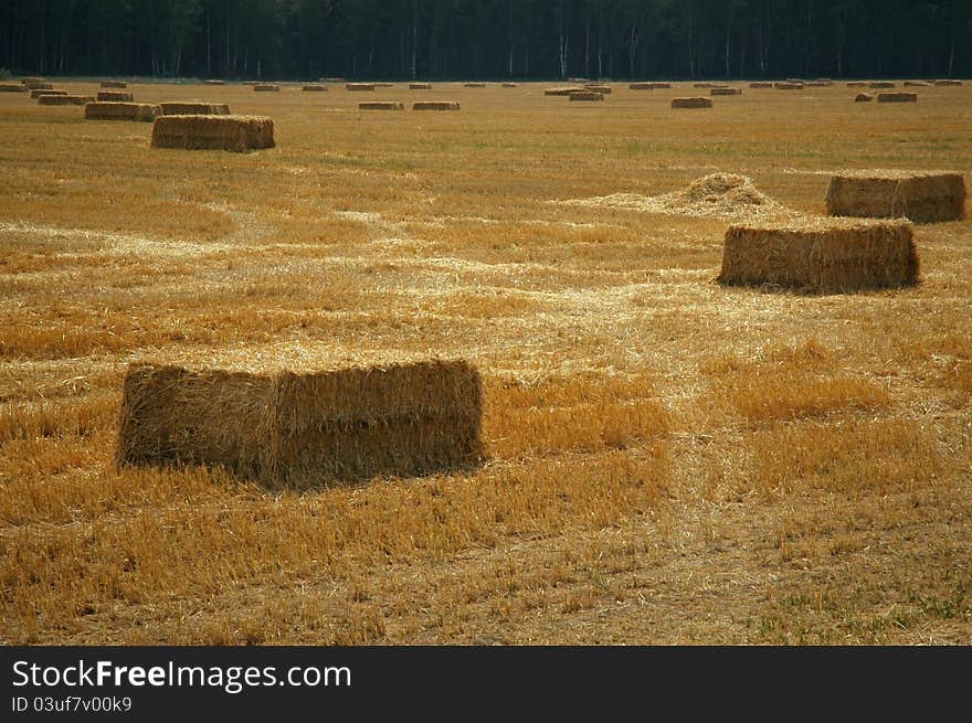 Hay bales of straw in the meadow. Hay bales of straw in the meadow