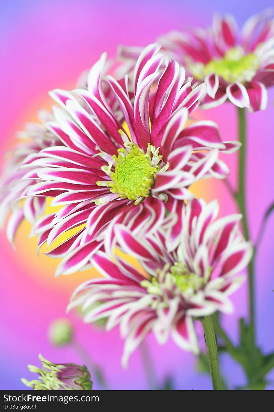 Close-up of   chrysanthemum flower