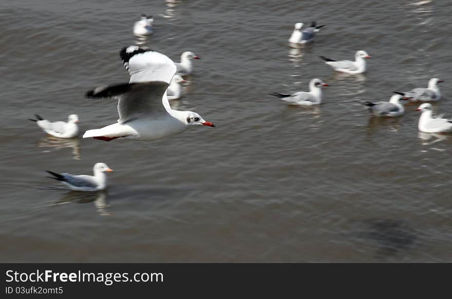 Seagull Birds