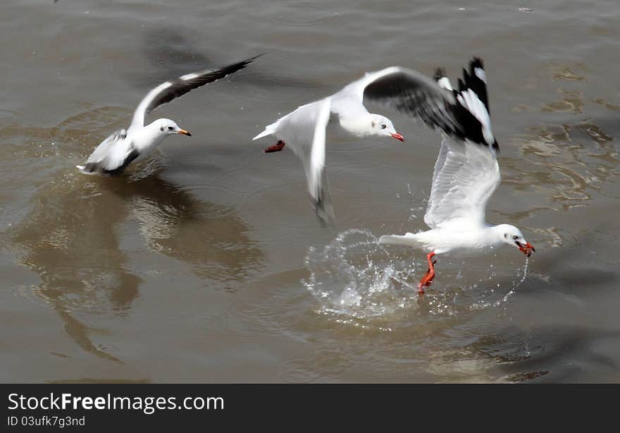 Seagull