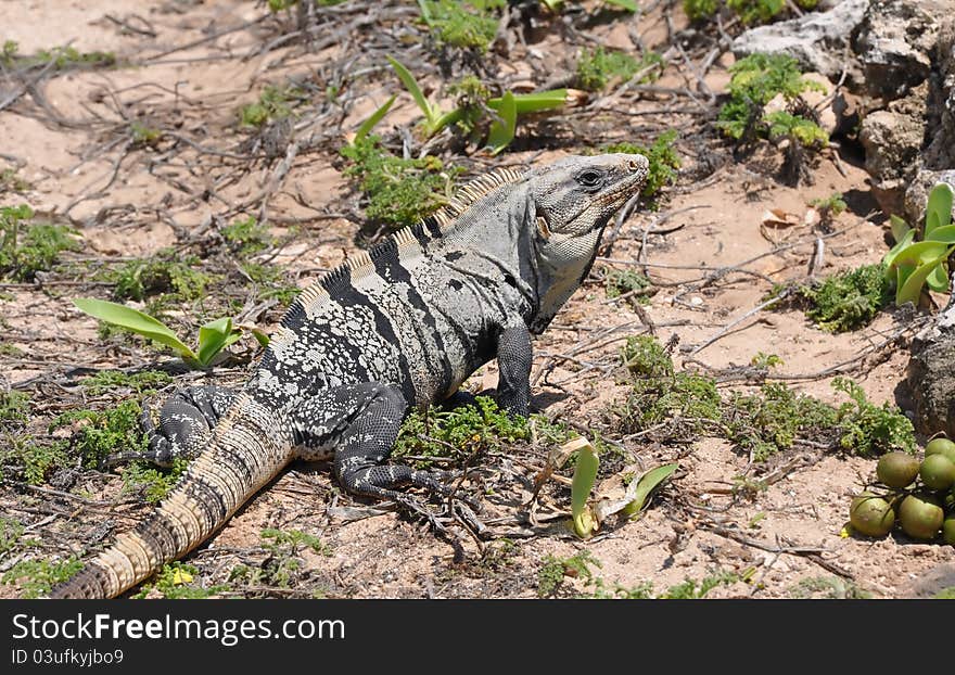 Iguana In The Wild Nature. Mexico