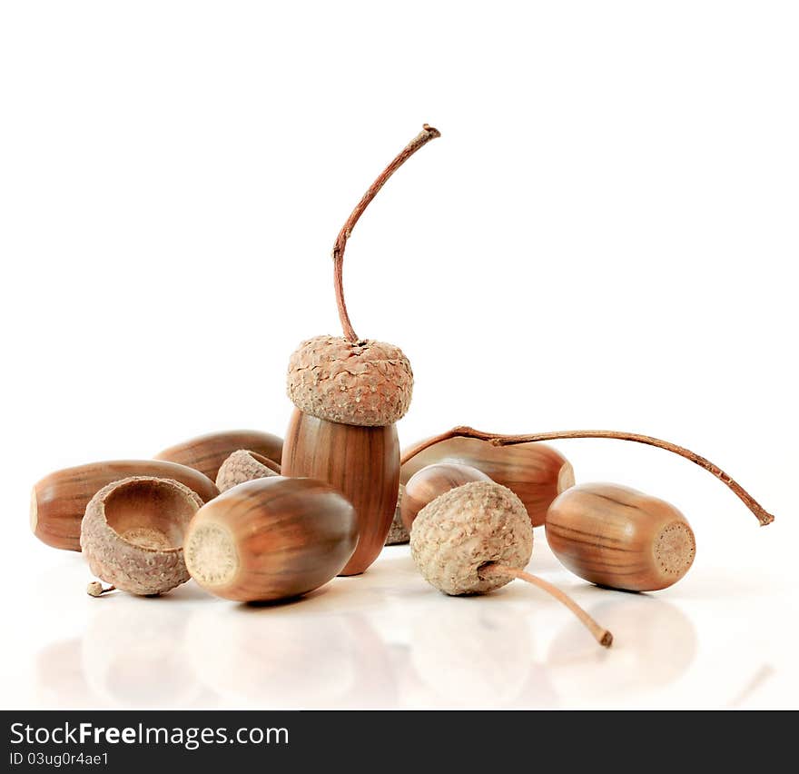 Acorns On White Background