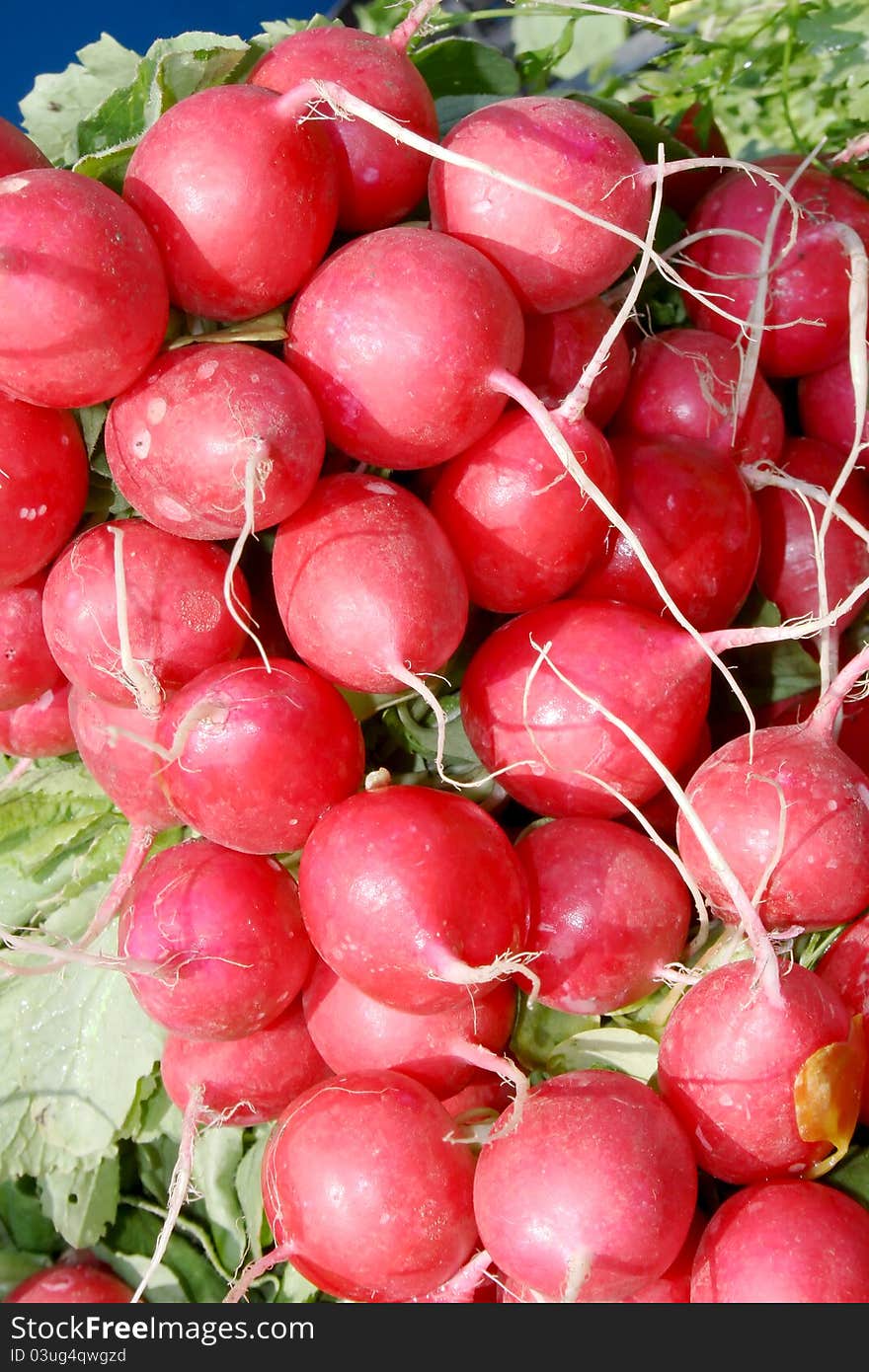 Red radish