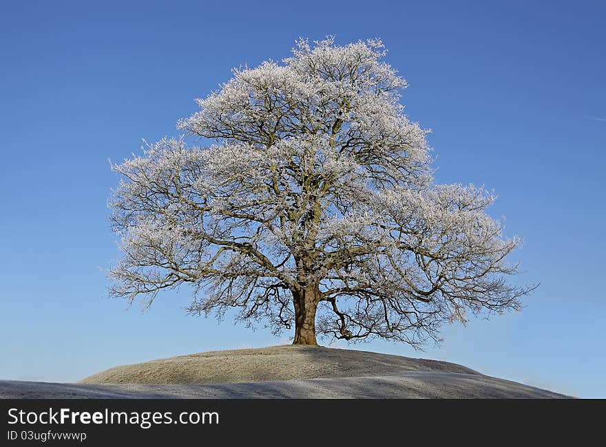 Frosty tree