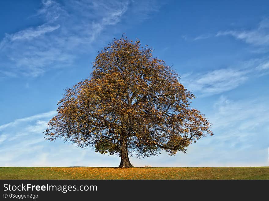 Autumn Tree