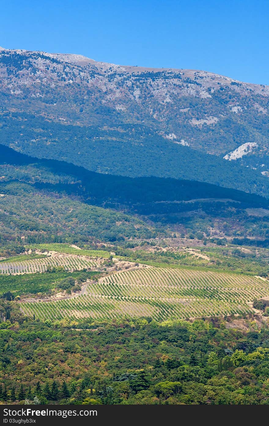 Vineyards on slopes of mountain